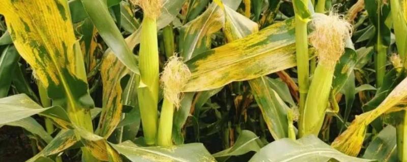 抗南方锈病的玉米品种有哪些，附南方锈病的症状及防治方案