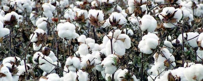 一亩棉花能产多少斤，产地主要集中在哪里
