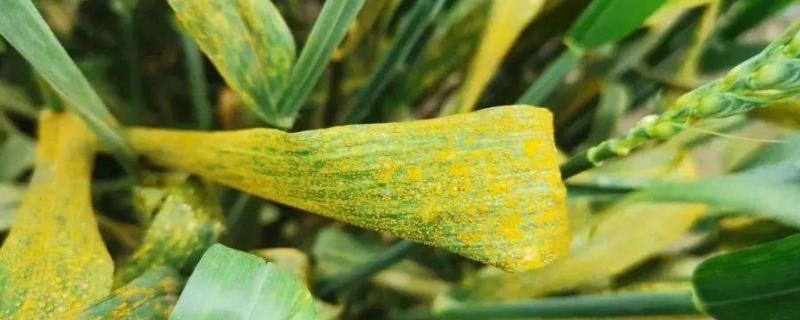 下雨对玉米锈病的影响，锈病会影响玉米的产量吗