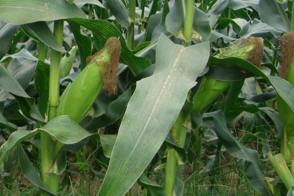 抗锈病的玉米品种有哪些