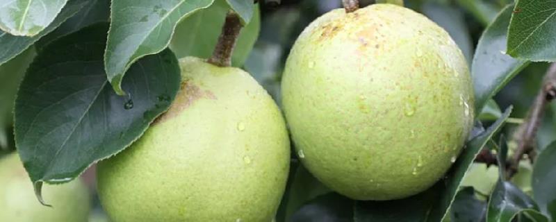 昆明呈贡宝珠梨原产地种植保护的措施是，一般是几月份采摘