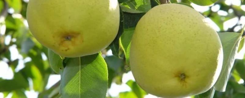 宝珠梨原产地种植保护的措施，宝珠梨的特点是什么