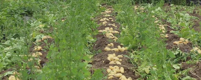 土豆亩产量一般能达到多少斤，附种植方法