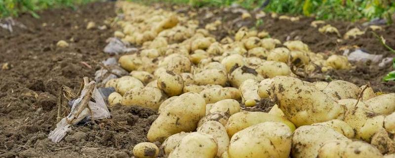 土豆一年可以种几次，附种植方法