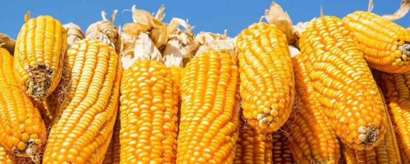 玉米锈病对产量的影响，是什么原因导致的