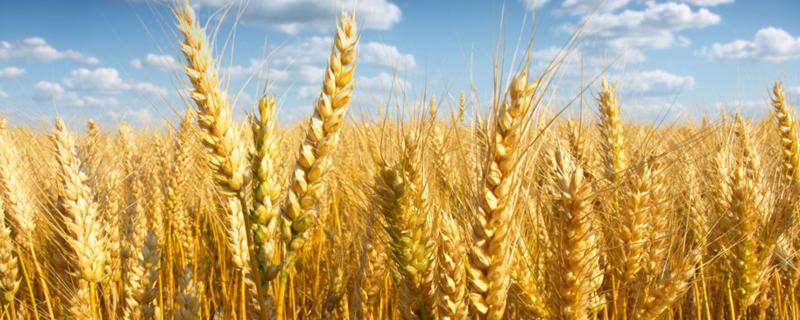 抗锈病的小麦品种有哪些，附小麦锈病症状