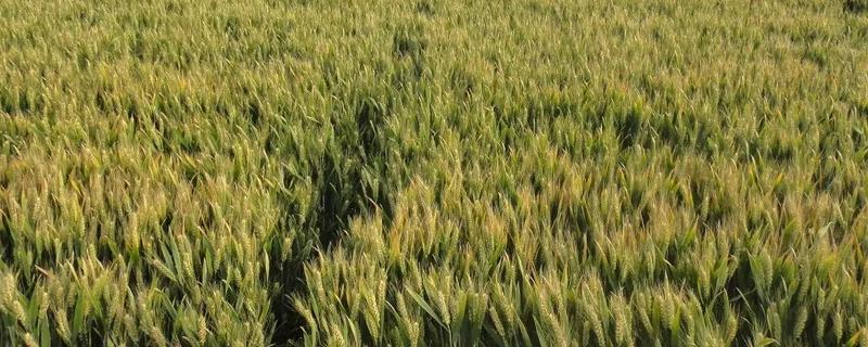 江麦919小麦品种介绍