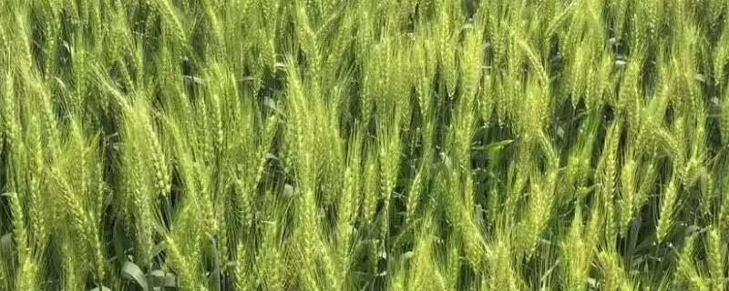 晨博998小麦品种介绍