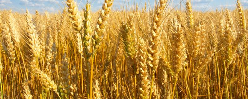 小麦底肥复合肥每亩需要多少公斤，底肥撒施好还是沟施好