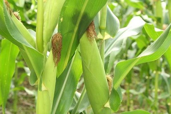 农星207玉米品种
