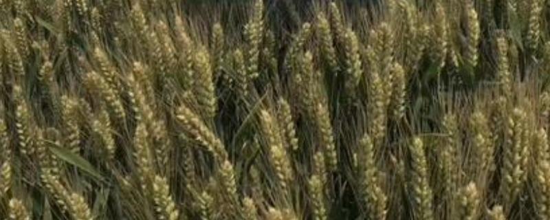 鲁原118小麦品种