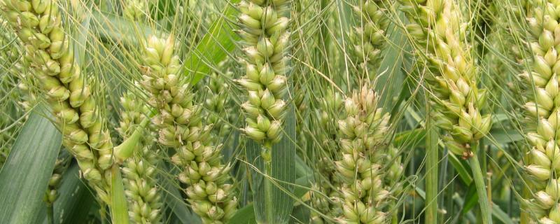 亩产1500斤的小麦底肥施多少，底肥如何配比合理