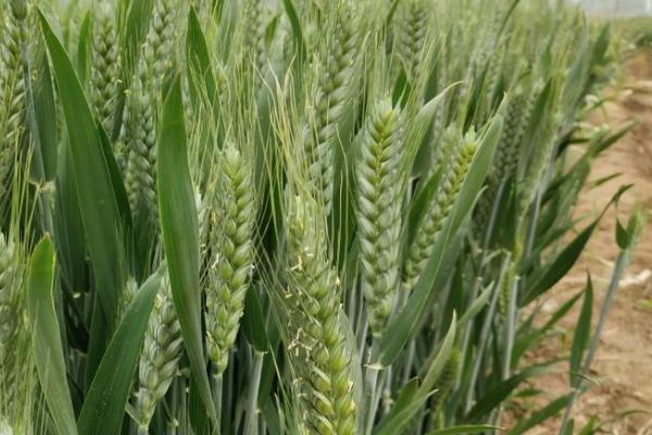 科林麦969小麦品种