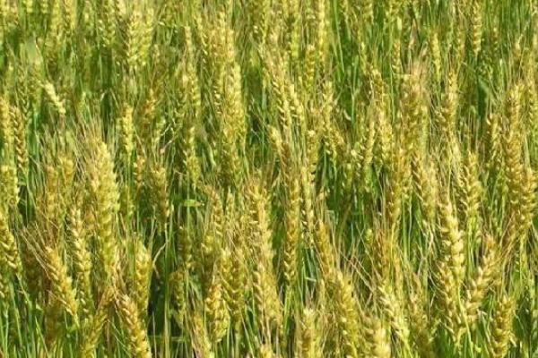 存麦16小麦种品种介绍