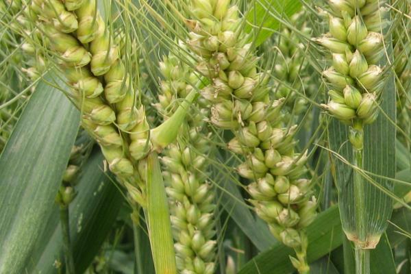 中麦875小麦品种介绍