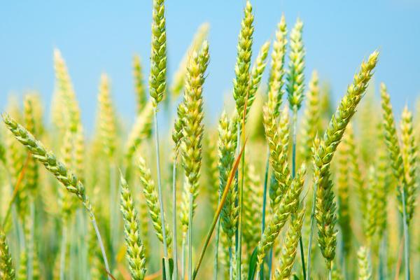 新植9号小麦品种的介绍