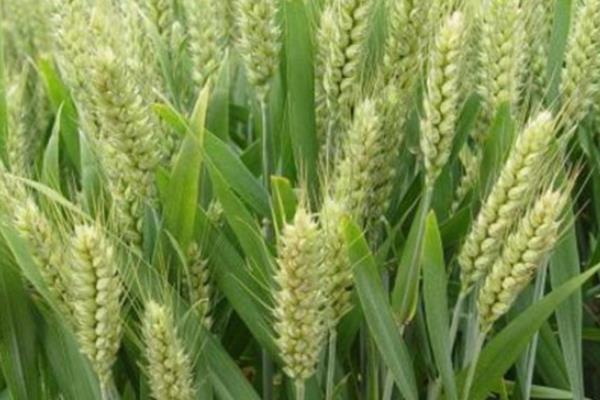 鑫地丰168小麦品种