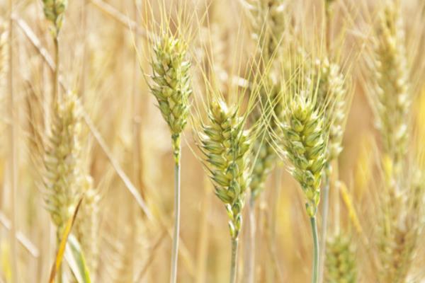 鑫地丰168小麦品种