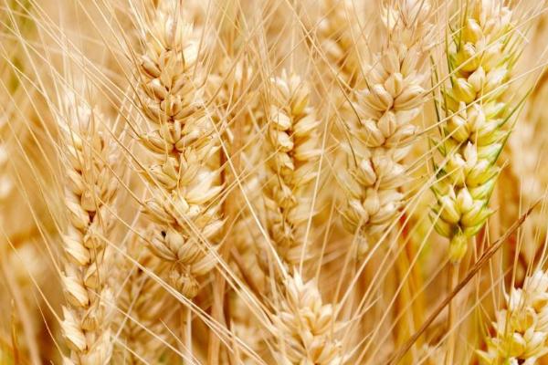 新植9号小麦品种的介绍