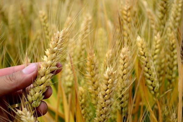 稷麦209小麦品种介绍