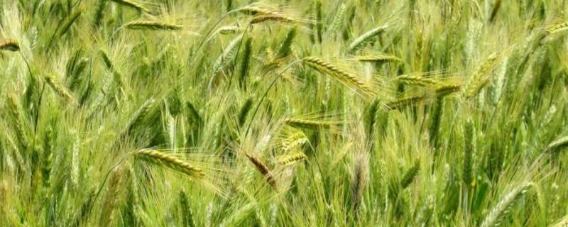 黄淮地区高产小麦品种