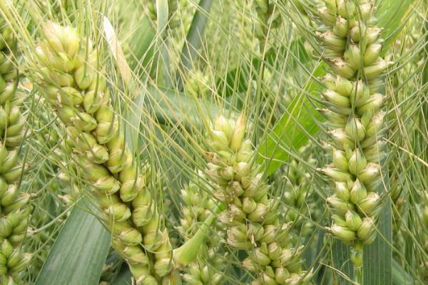 黄淮地区高产小麦品种