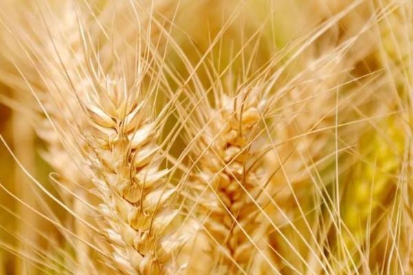 濉1309小麦品种