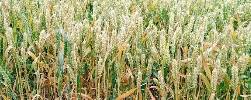 超高产小麦品种1800斤