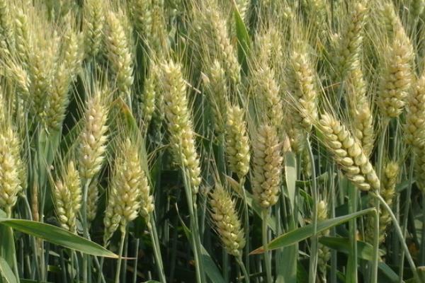 超高产小麦品种1800斤