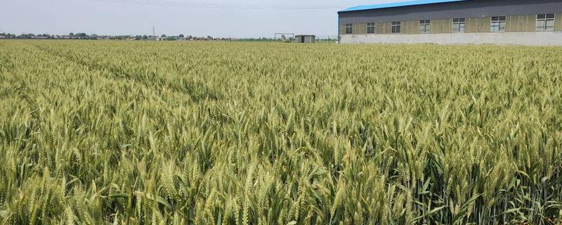 宝鸡地区高产小麦品种