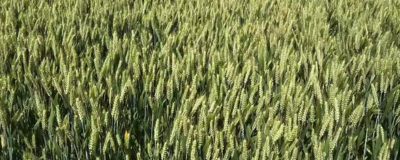 郑麦98小麦品种介绍
