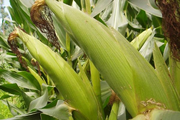 最高产的玉米新品种