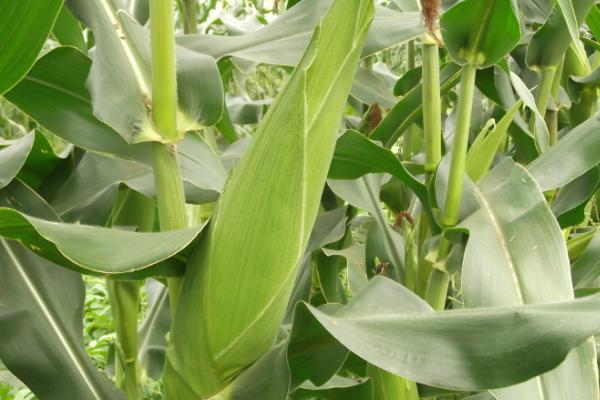 最高产的玉米新品种