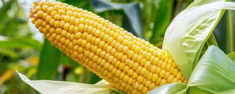 士惠628玉米种子品种介绍