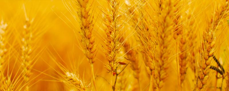 鲁研373小麦是新品种，附简介