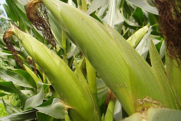技丰336玉米品种的国审公告