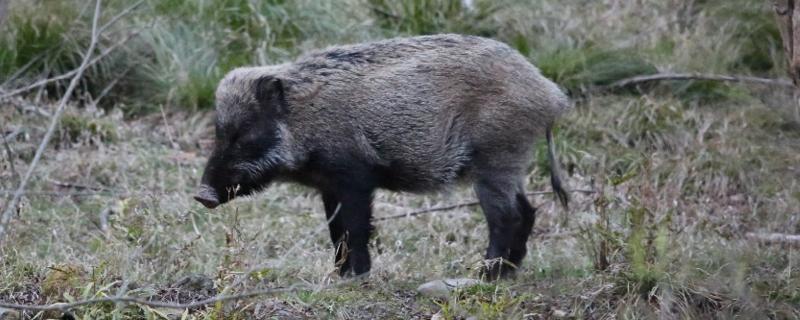 野猪和家猪有生殖隔离吗，野猪和家猪有什么区别