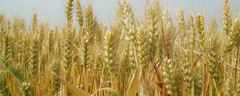 河南短杆高产小麦品种