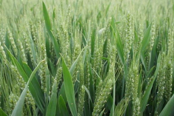 河南短杆高产小麦品种