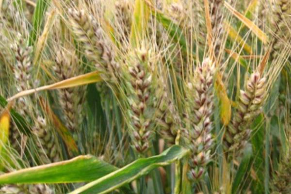 山东矮杆高产小麦品种