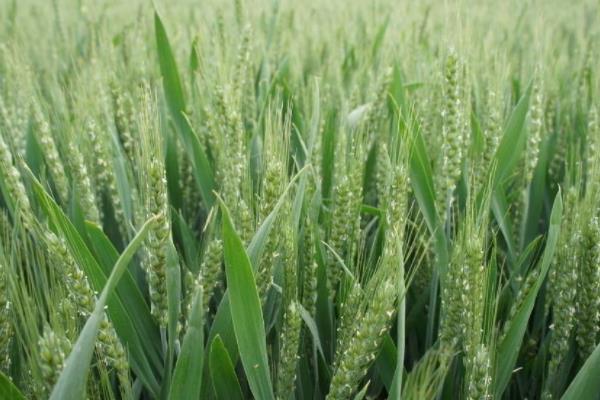 适合河北种植的小麦高产品种