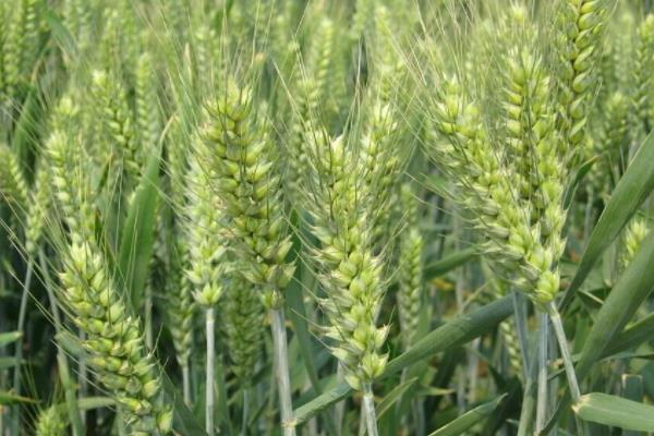 什么小麦品种高产又抗病又抗倒