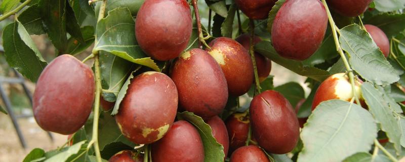 红枣的产业链有多长，适合哪些地区种植