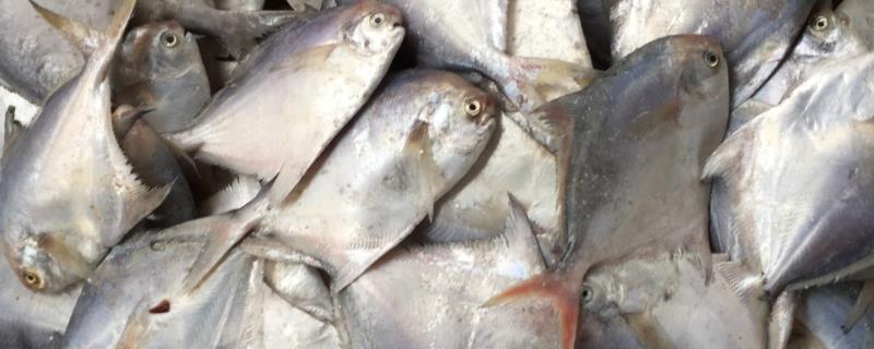 鲳鱼是人工养殖的还是海里捞来的，和平鱼有什么区别