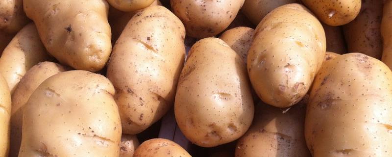 马铃薯对养分有什么要求，附马铃薯的种植方法