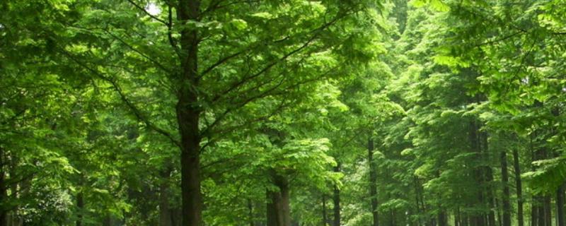 农田防护林带分哪些种类?，防护林可以砍伐吗