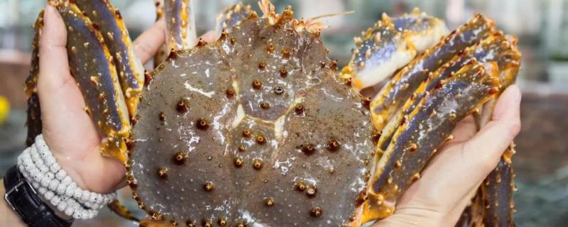 帝王蟹可以人工养殖吗，产地在哪里