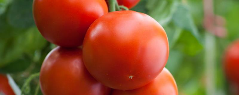 番茄种子育苗方法全过程，附番茄的品种