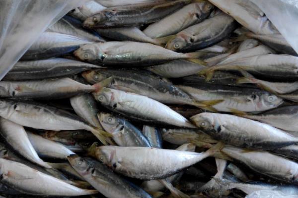 人工无法养殖的10种鱼类
