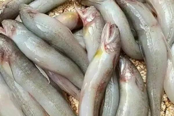 人工无法养殖的10种鱼类